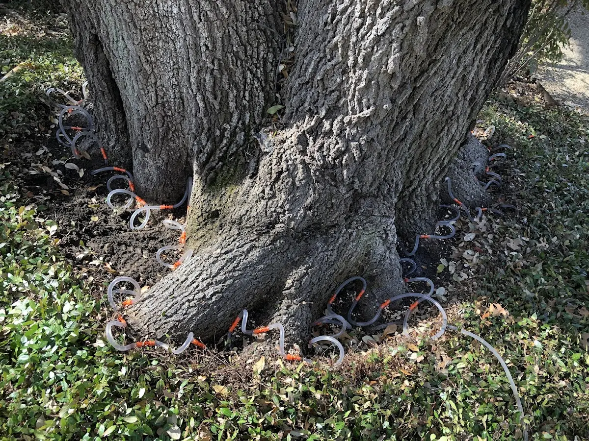 Detailed Tree Cabling and Bracing job site in Campbell